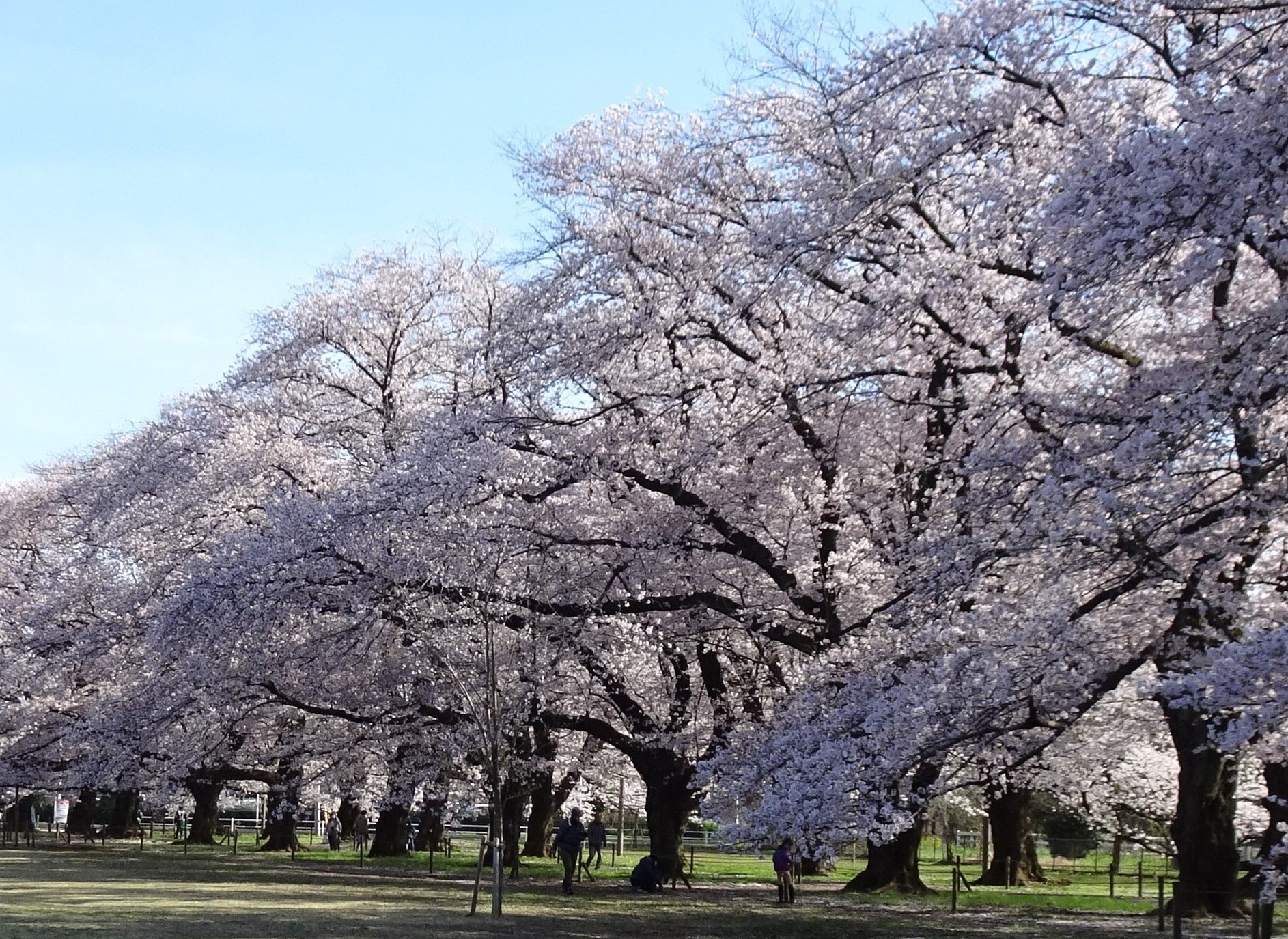 無線山桜並木