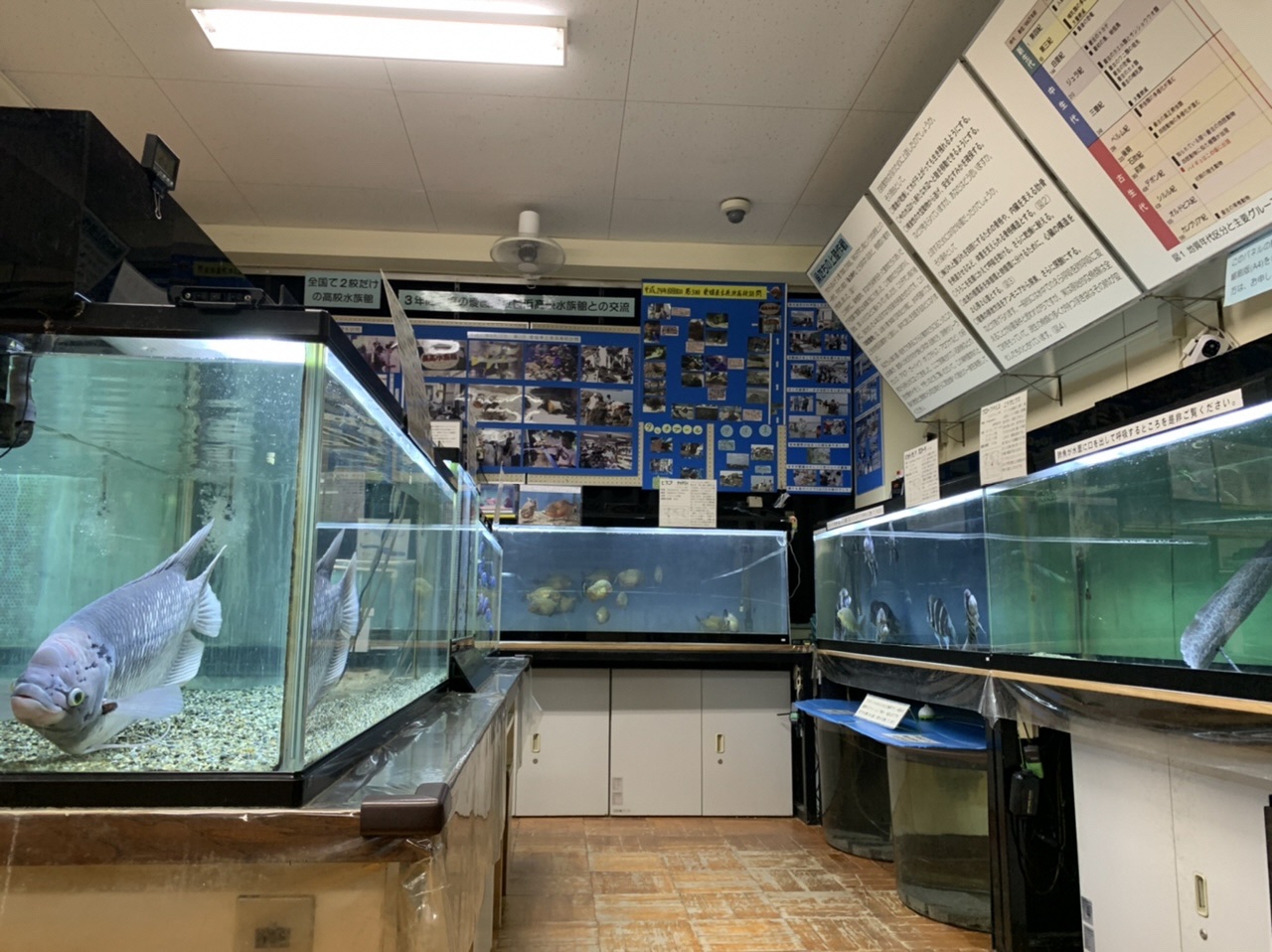 ハートフル  桶西水族館