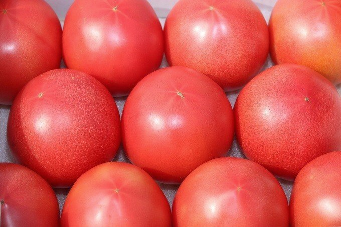トマト「白岡の太陽」