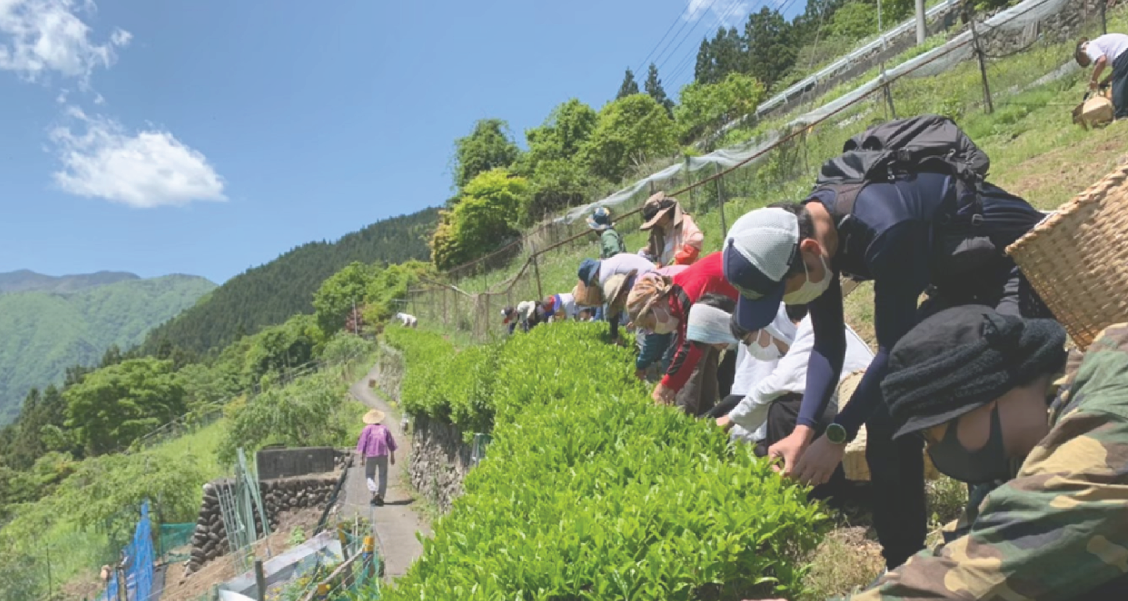 【終了】お茶摘みボランティア ～地域コミュニティに触れながら茶摘み体験～（5/18）